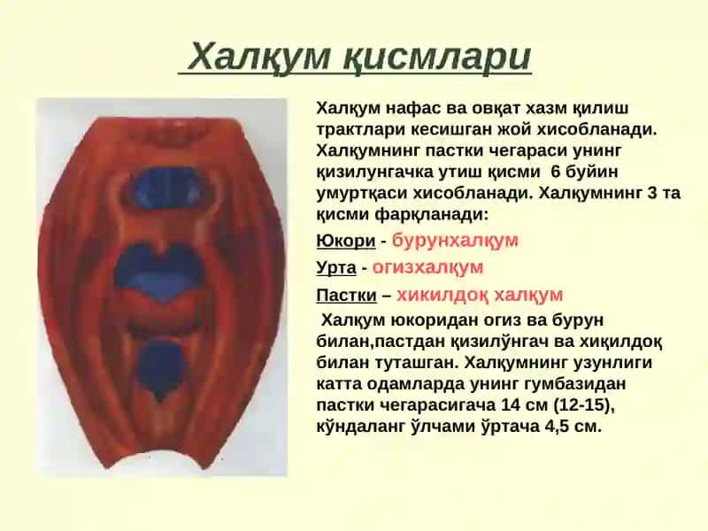 Халқум қисмлари 2