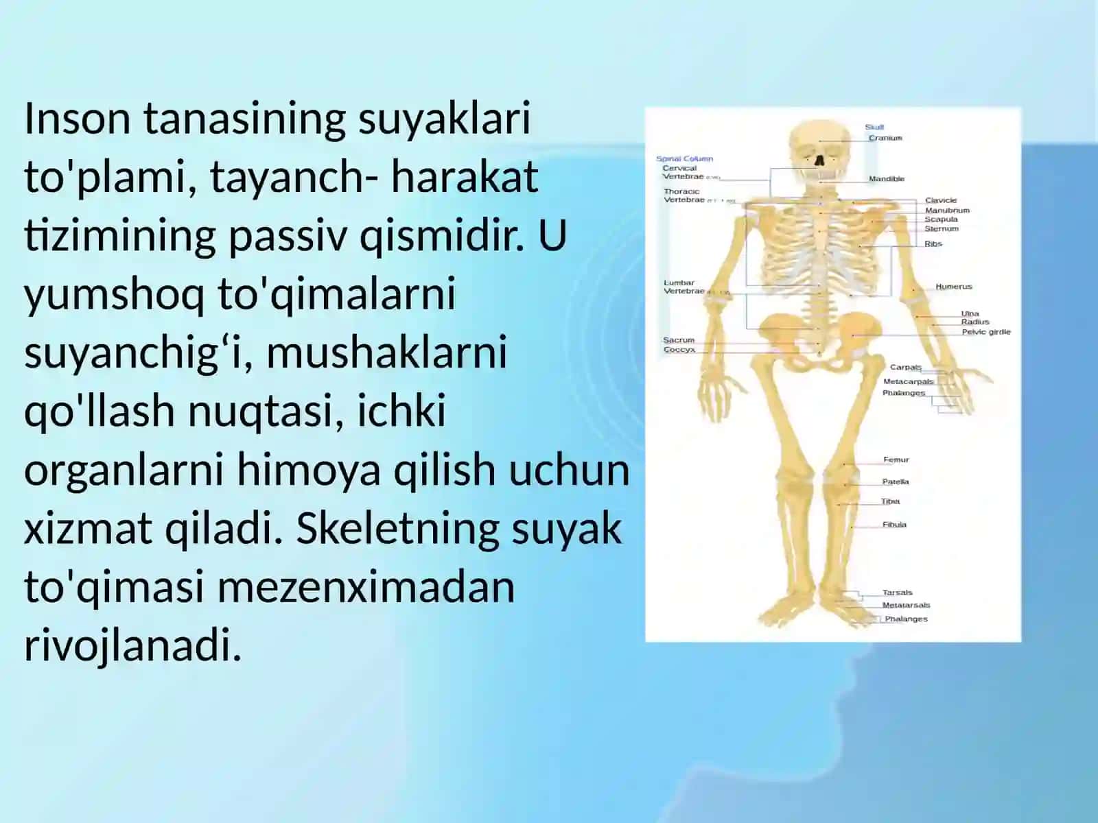 ODAM ANATOMIYASI 2