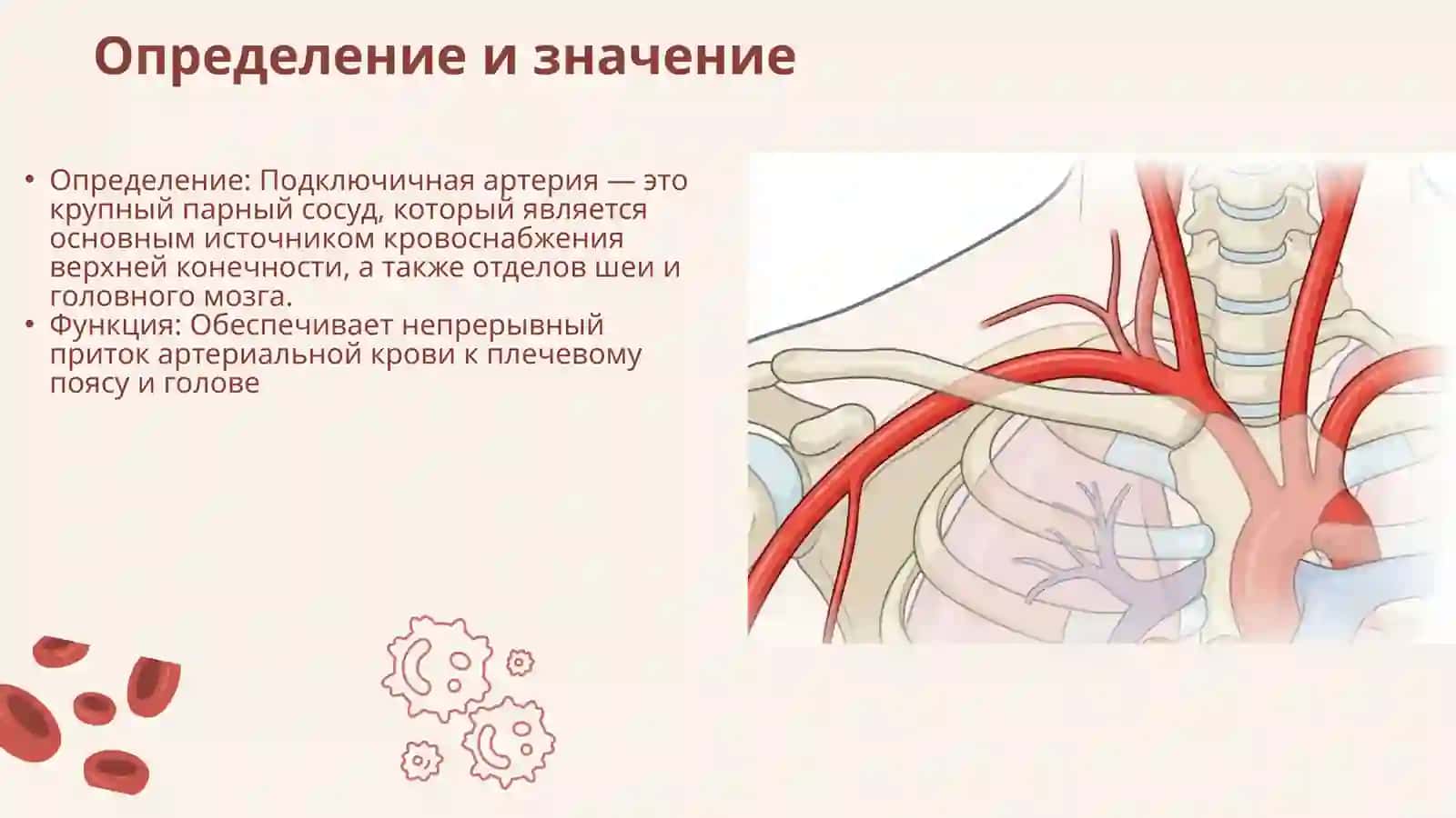 Подключичная артерия 2