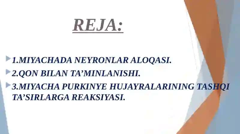 Miyacha neyronlararo aloqalar 2
