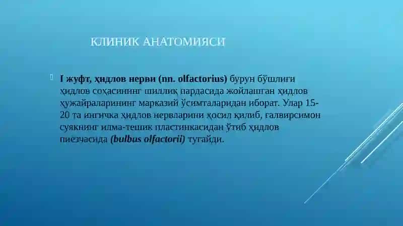 Ижуфт, ҳидлов нерви (nn. olfactorius) 2