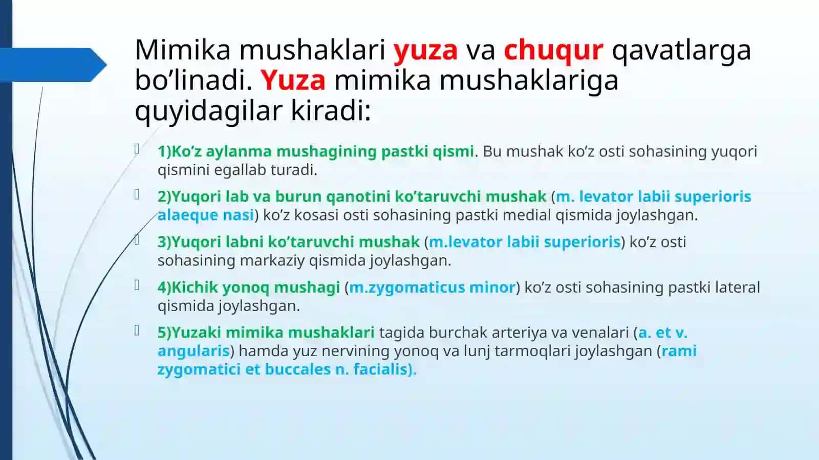 Ko'z kosasi ostki sohasining qavatlari 2