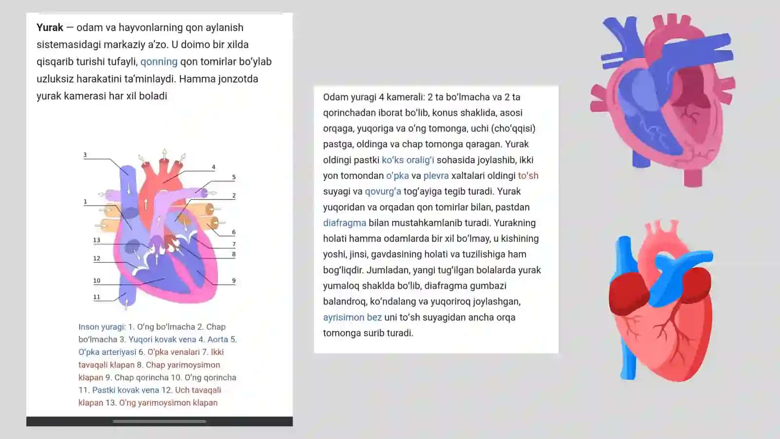 Yurakning tuzilishi,topografiyasi va anatomiyasi 2
