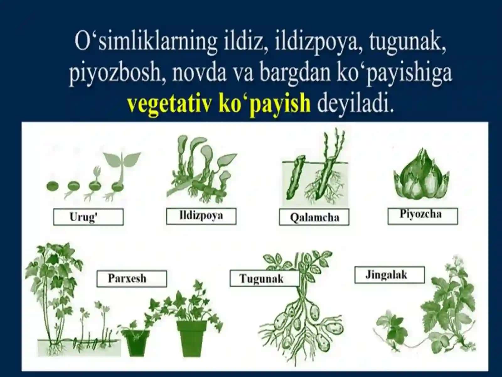 O’simliklarning vegetativ ko’payishi 2