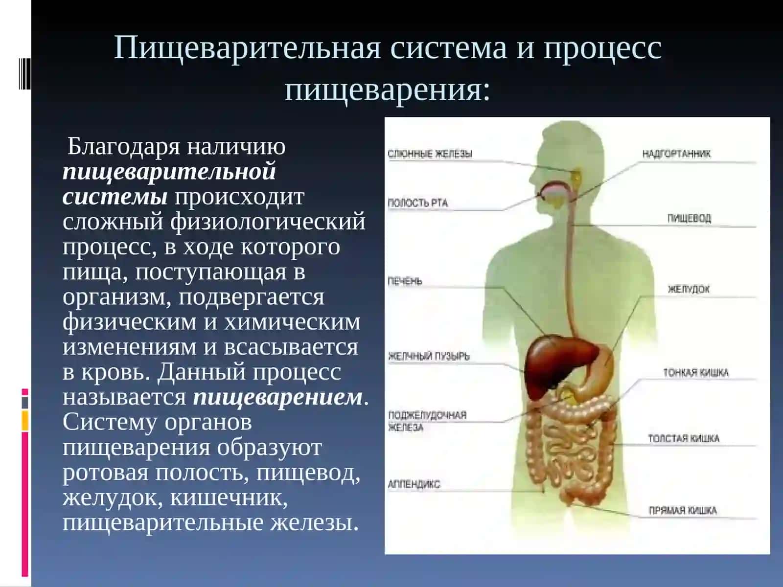Пищеварительная система и процесс пищеварения 2