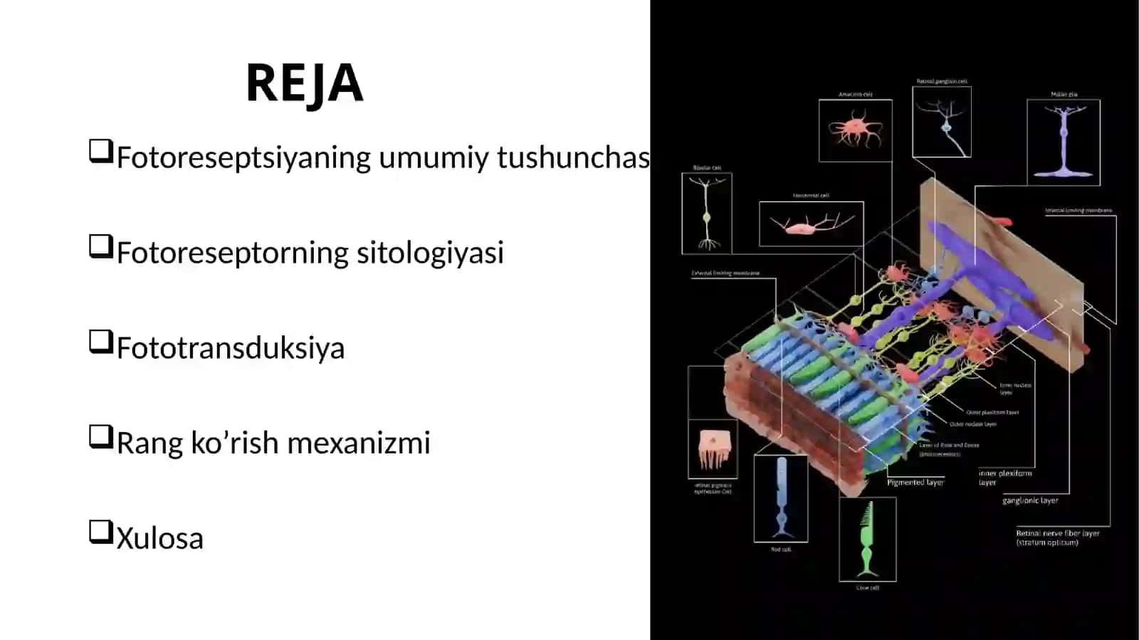 Fotoreseptsiyaning sitologik va molekulyar mexanizmlari 2