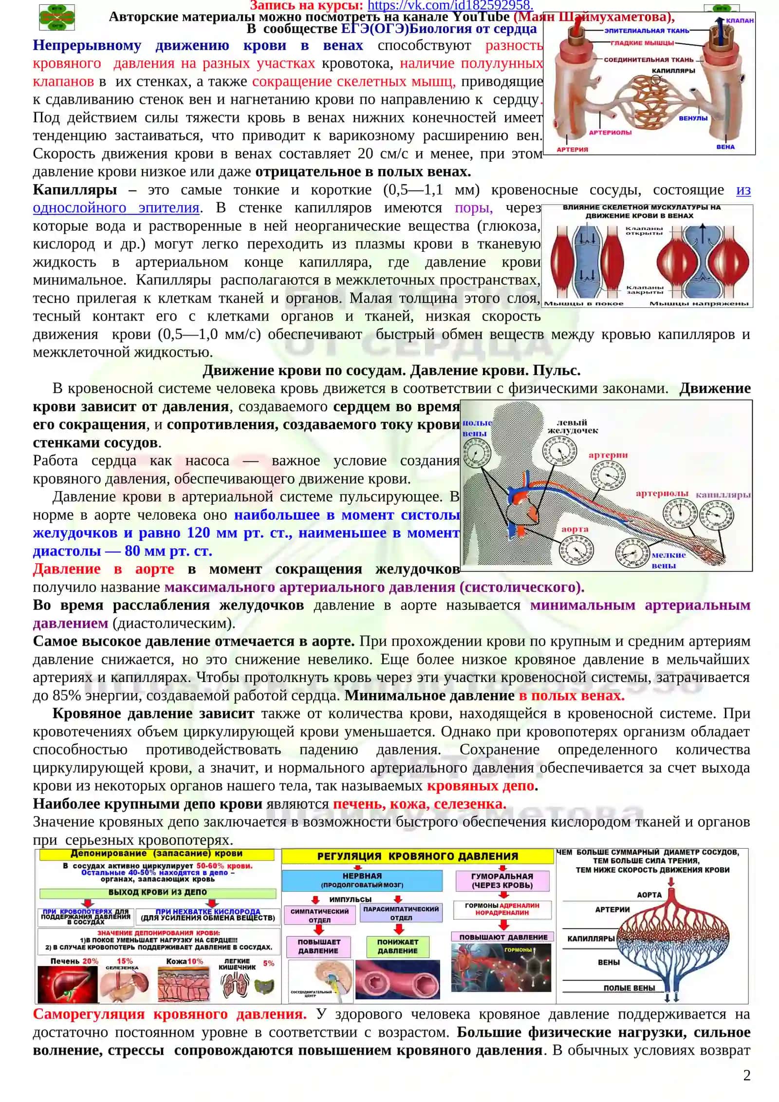 Система органов кровообращения 2