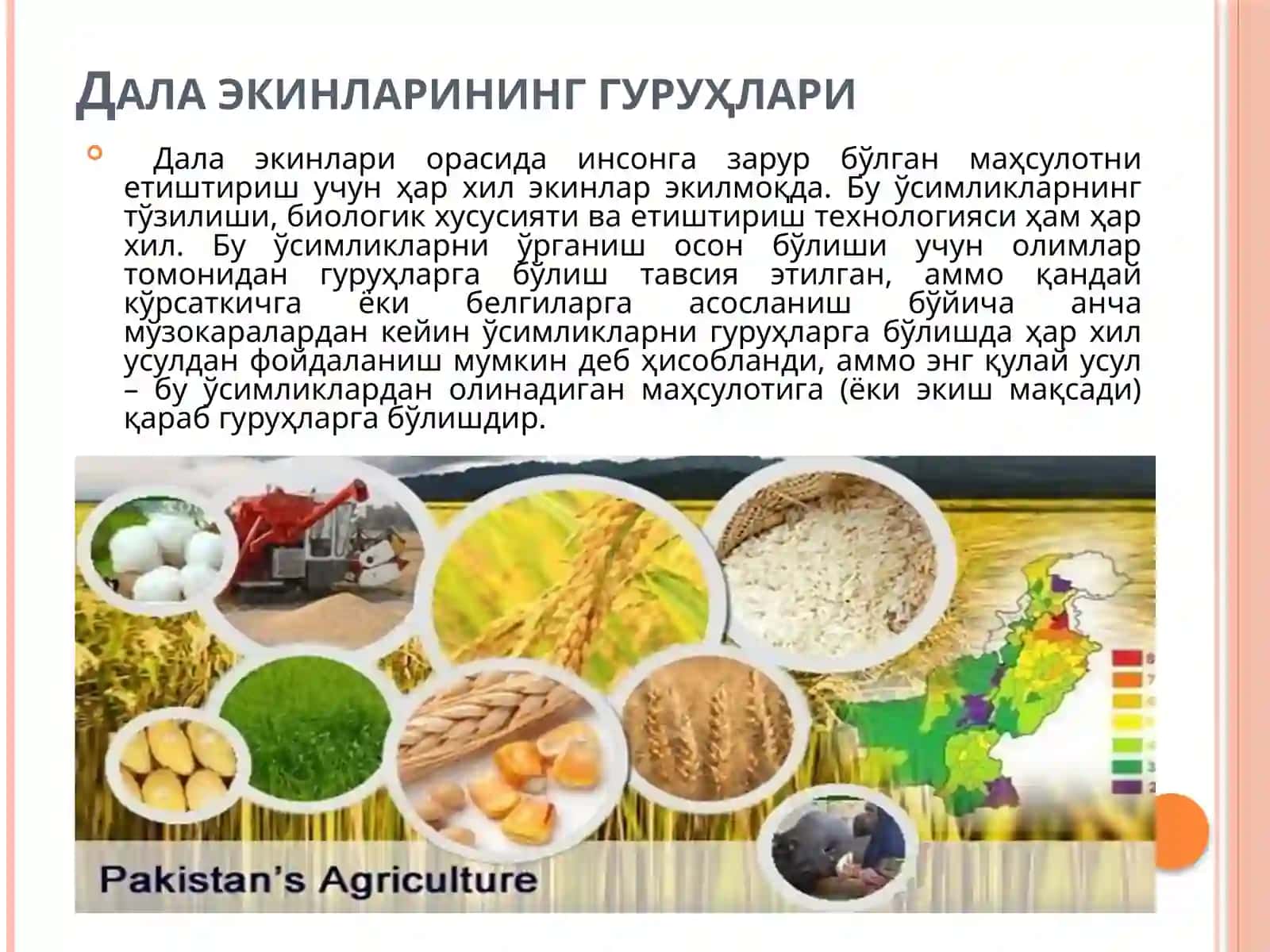 Агрономияда дала экинларнинг классификацияси 2