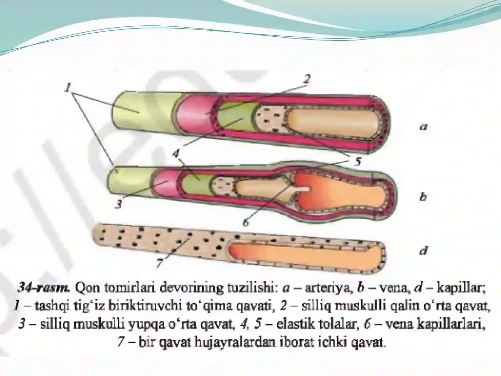 Qontomirlari,qonaylanishdoirasi 2
