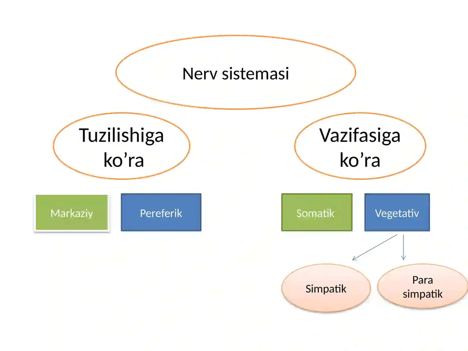 Neyroanatomiyadan ma'ruza matni 2