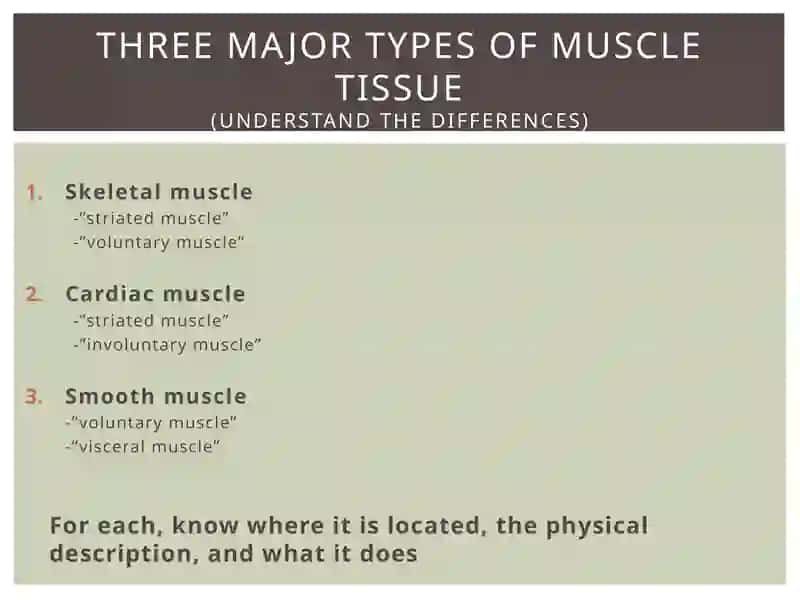 Muscular system of a human being 2