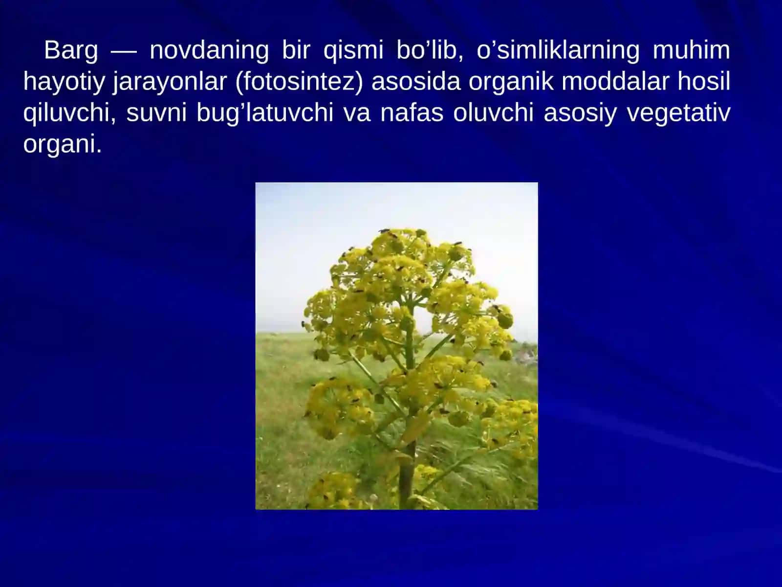 Barg va uning tashqi va ichki tuzilishi 2