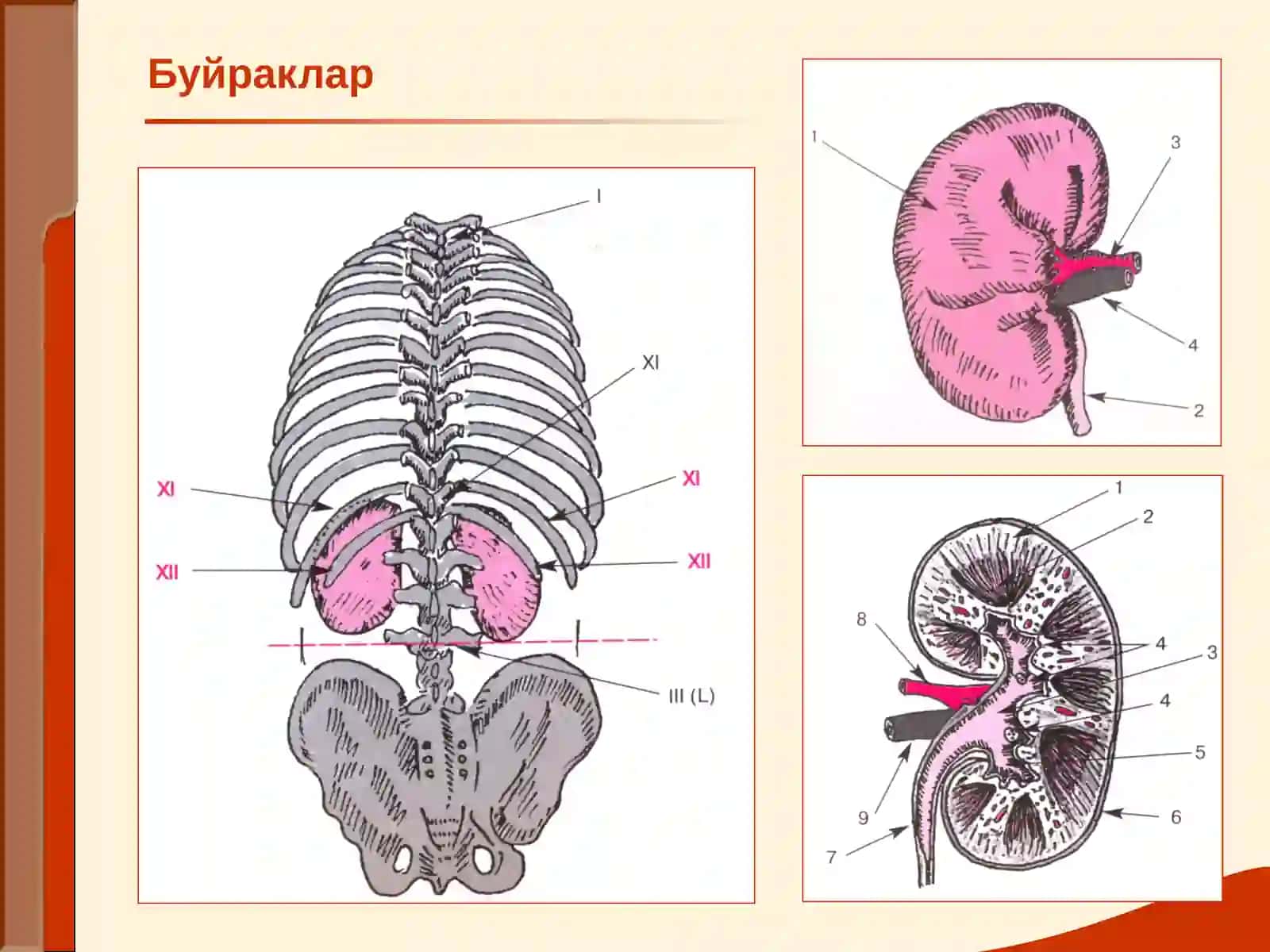 Буйраклар 2