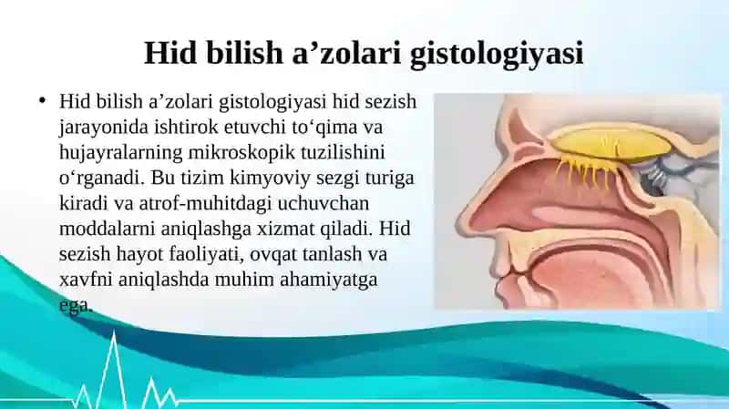 HID BILISH A’ZOLARI GISTOLOGIYASI 2