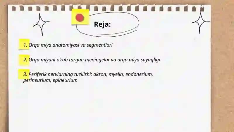 Nerf Tizimi 2