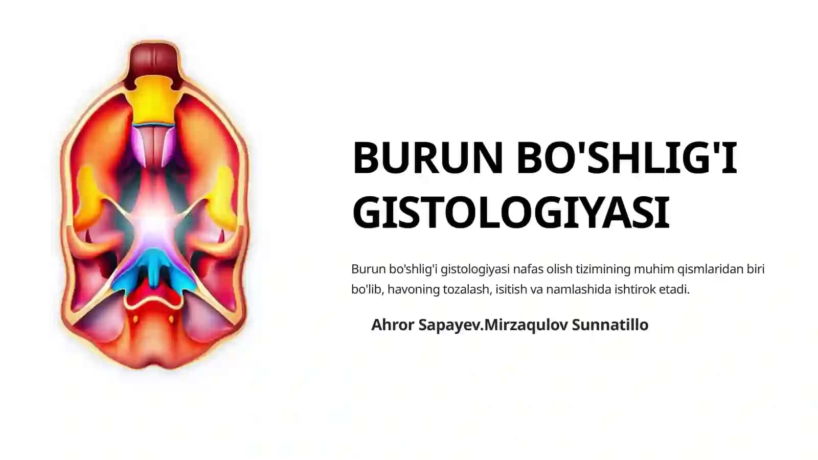 BURUN BO'SHLIG'I GISTOLOGIYASI 2