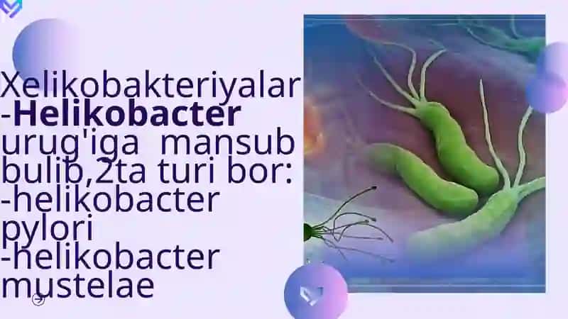 Helikobakteriyalar va ularning amaliyotdagi o'rni 2