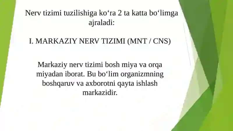 Nervsistemasining tuzilishi 2