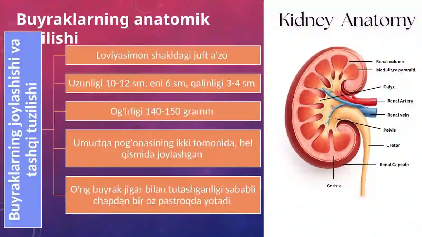 Buyraklar faoliyatining boshqarilishi 2