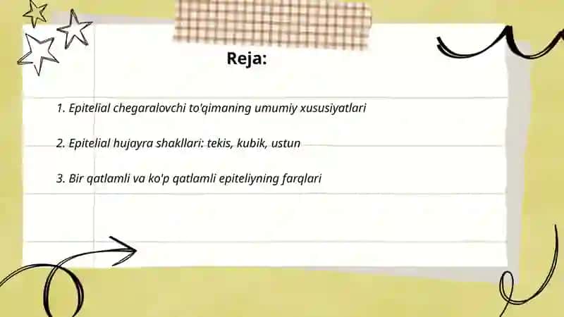 Epitelial chegaralovchi to'qima 2