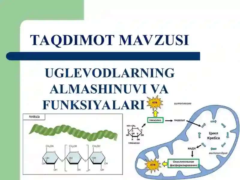Uglevodlarning almashinuvi va funksiyalari 2
