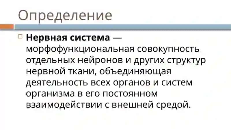 ГОЛОВНОЙ И СПИННОЙ МОЗГ 2