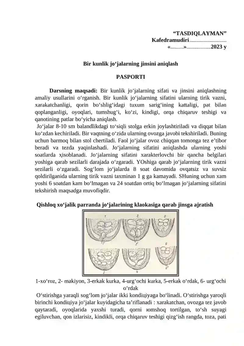 Bir kunlik jo‘jalarning jinsini aniqlash 2
