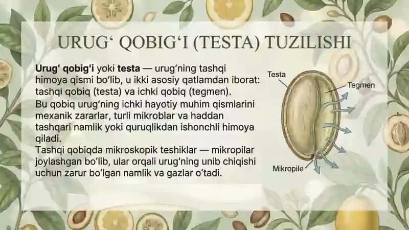 Urugʻva mevaning tuzilishi 2