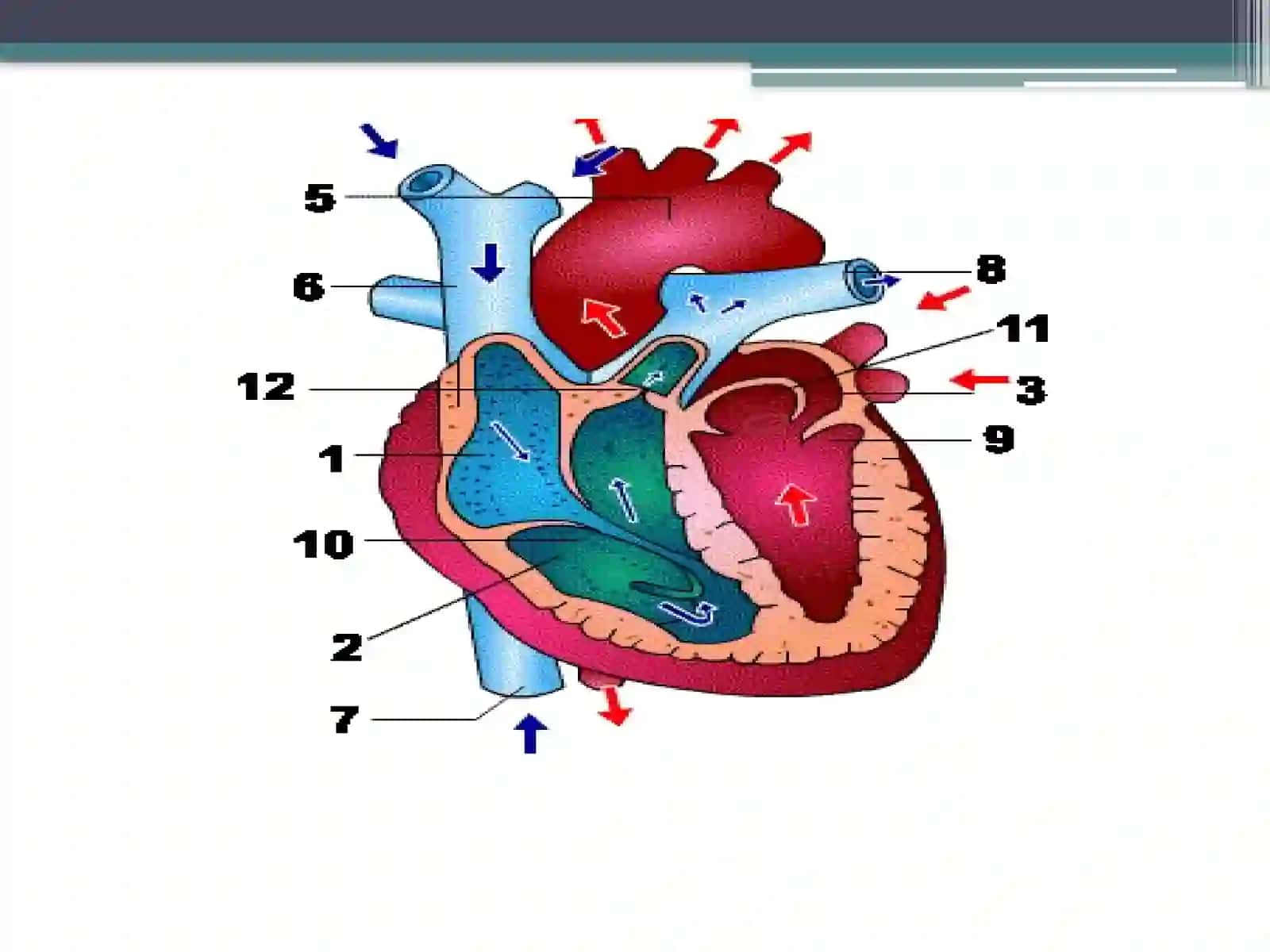 Gemoglobinga oid patofiziologiya 2