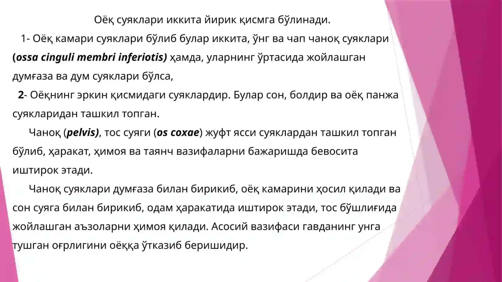 Тос камари суяклар тузилиши 2