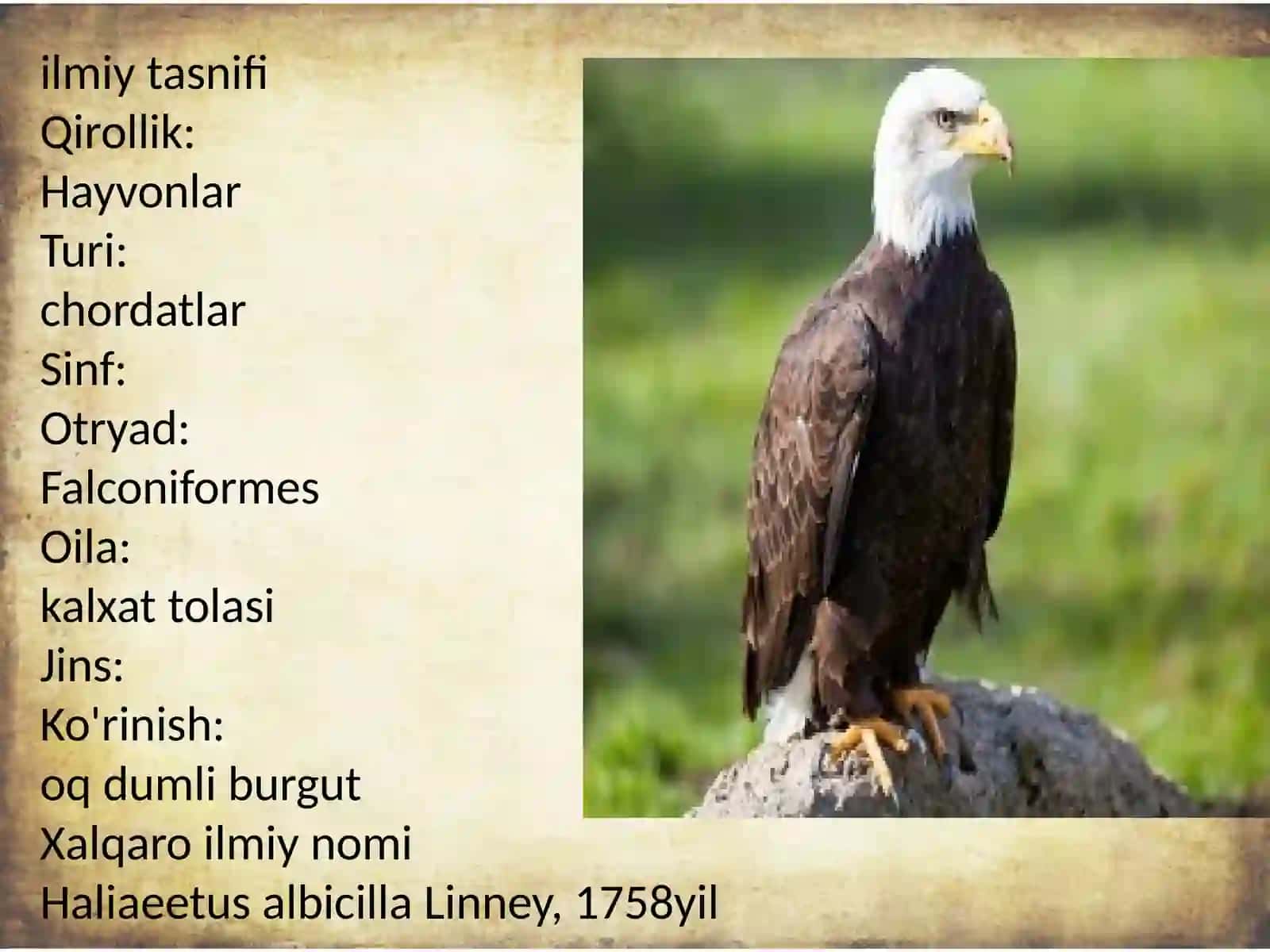 Oq dumli burgut, Haliaeetus albicilla 2