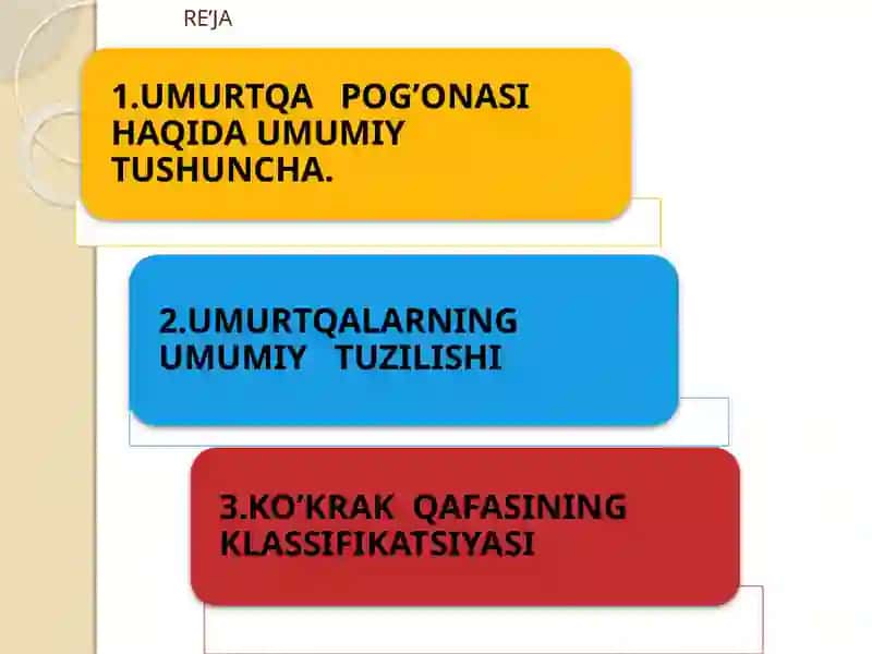 Umurtqa pog'onasi tuzulishi 2