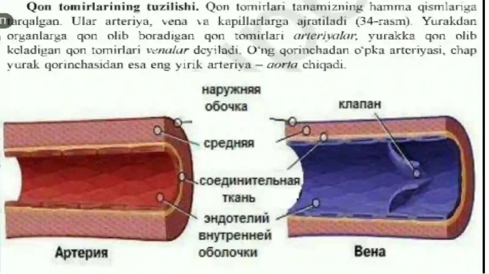 qon tomirlari qon aylanish sistemasi 2
