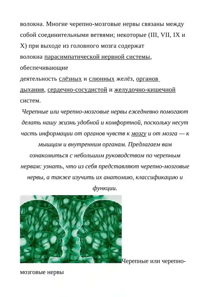 Че́репно-мозговы́е не́рвы 2