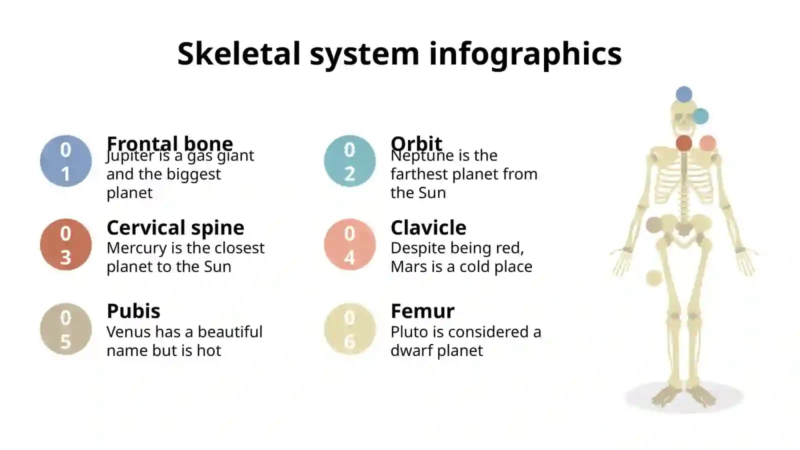 Skeletal System Infographics 2