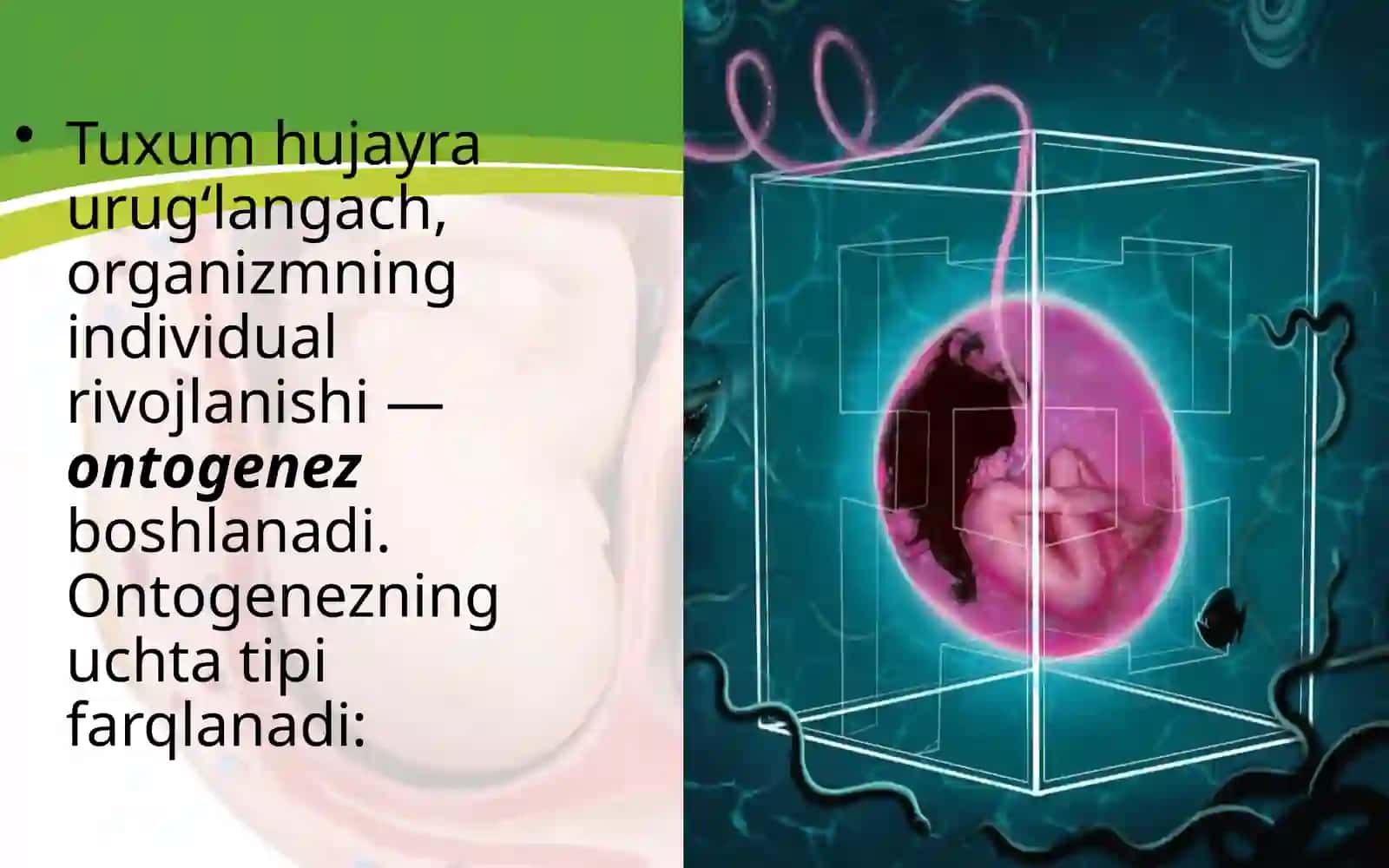 Embrional rivojlanish davri 2