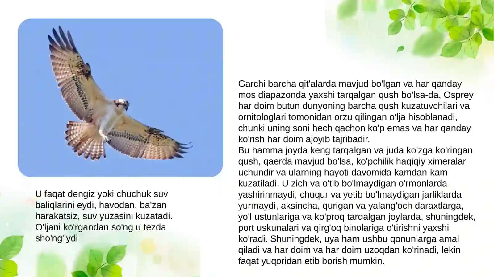 Pandion haliaetus 2