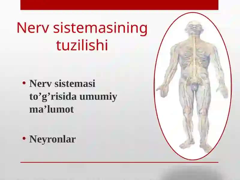Nerv_sistemasining_tuzilishi 2