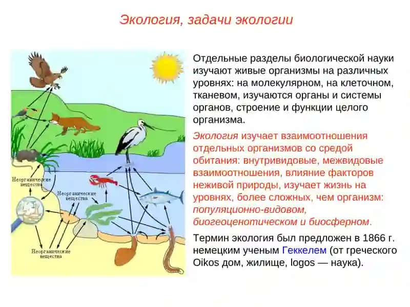 Основы экологии.Экосистемы 2