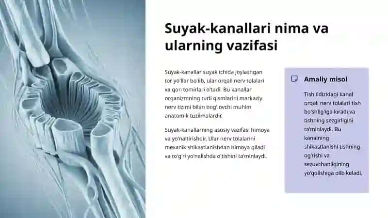 Suyak-kanal Tuzilmalari va Nerv O'tishlari 2