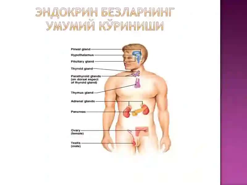 Гормонлар секрецияси назорати 2