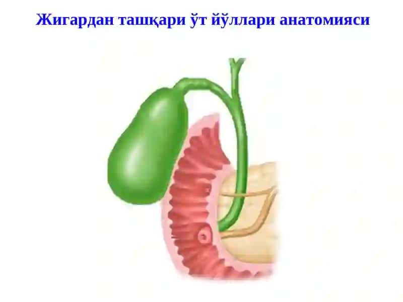 Жигардан ташқари ўт йўллари анатомияси 2
