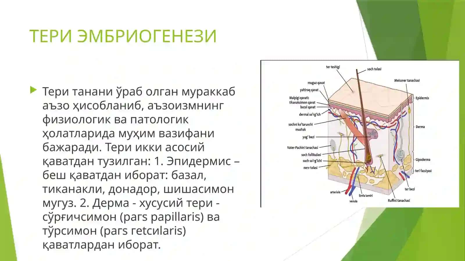 ТЕРИ ЭМБРИОГЕНЕЗИ 2