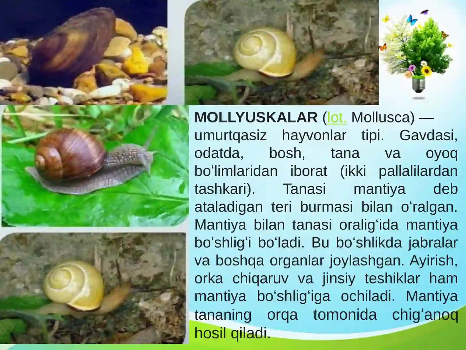 Molluskalar 2