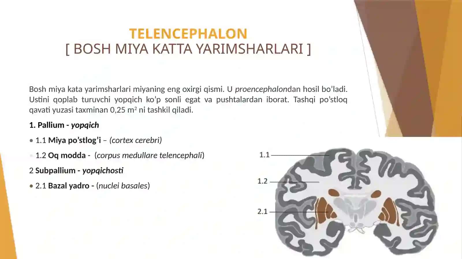 TELENCEPHALON[ BOSH MIYA KATTA YARIMSHARLARI ] 2