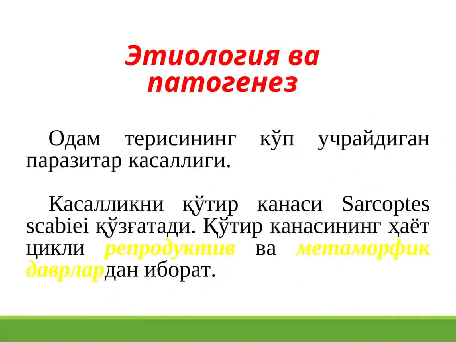 Қўтир канаси (Sarcoptesscabiei) 2