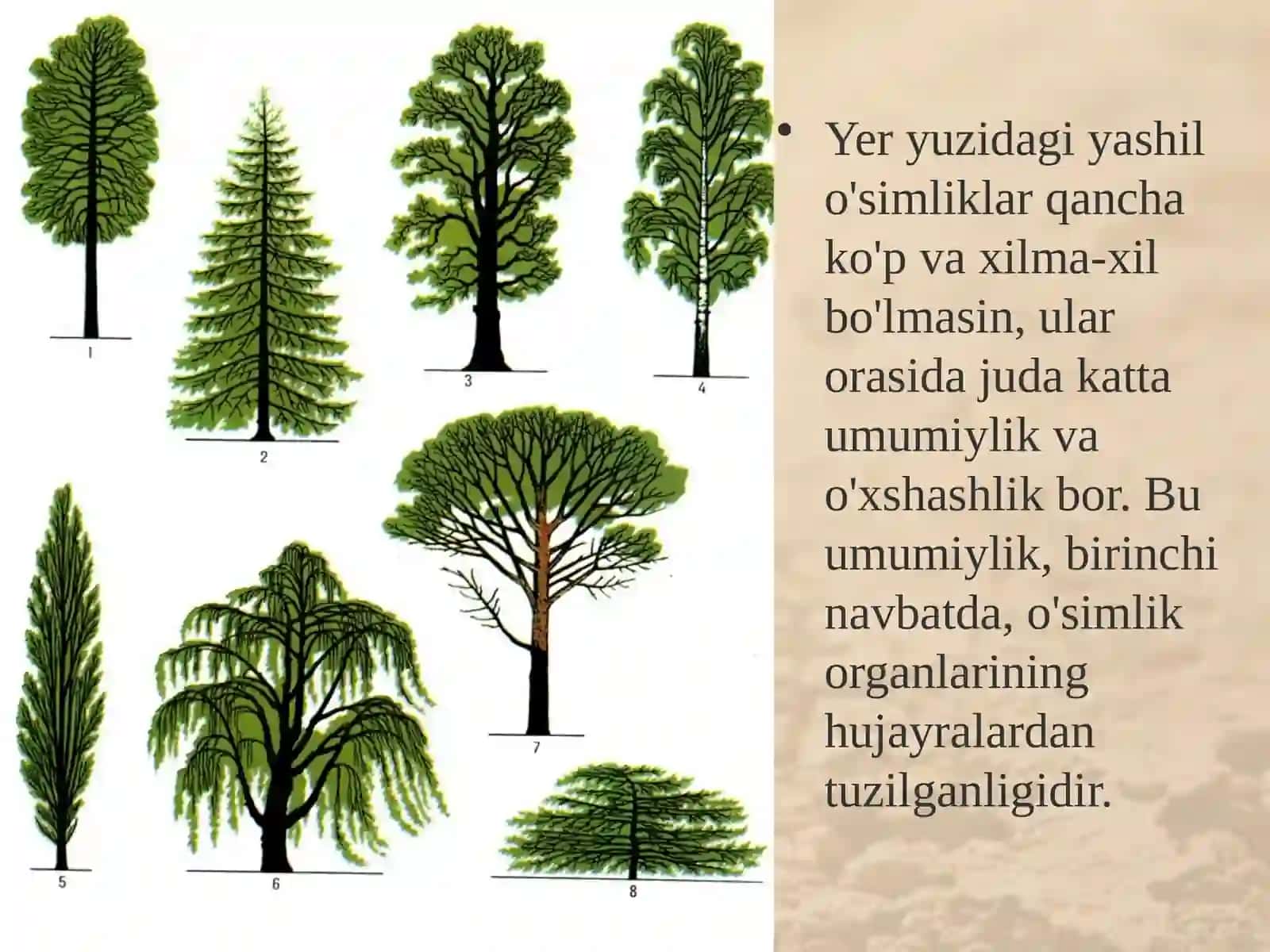 6-sinf Botanika O'simlik - yaxlit organizm 2