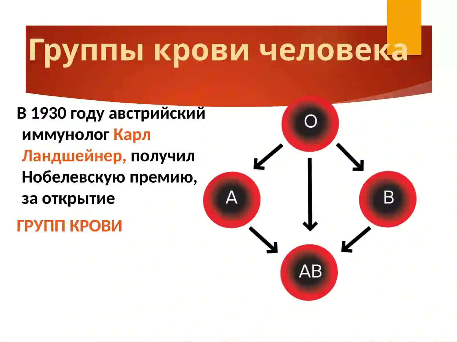 ГРУППЫ КРОВИ 2