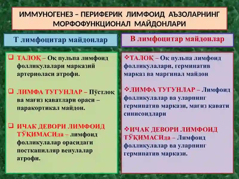 ИММУНОГЕНЕЗНИНГ СХЕМАТИК ТАСВИРИ 2