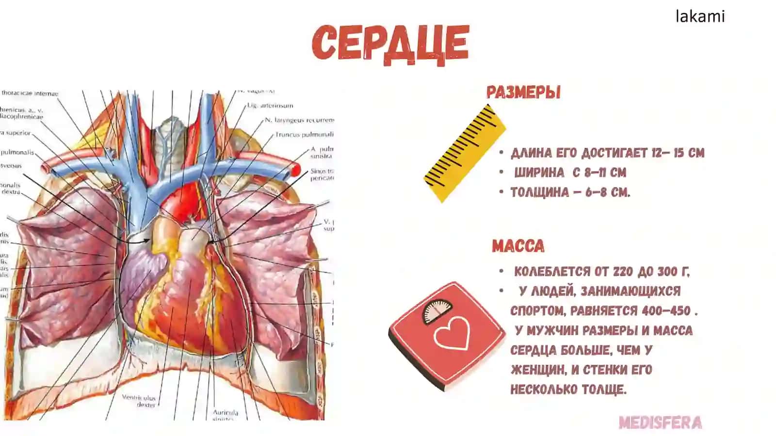 Сердце. строение и топография 2